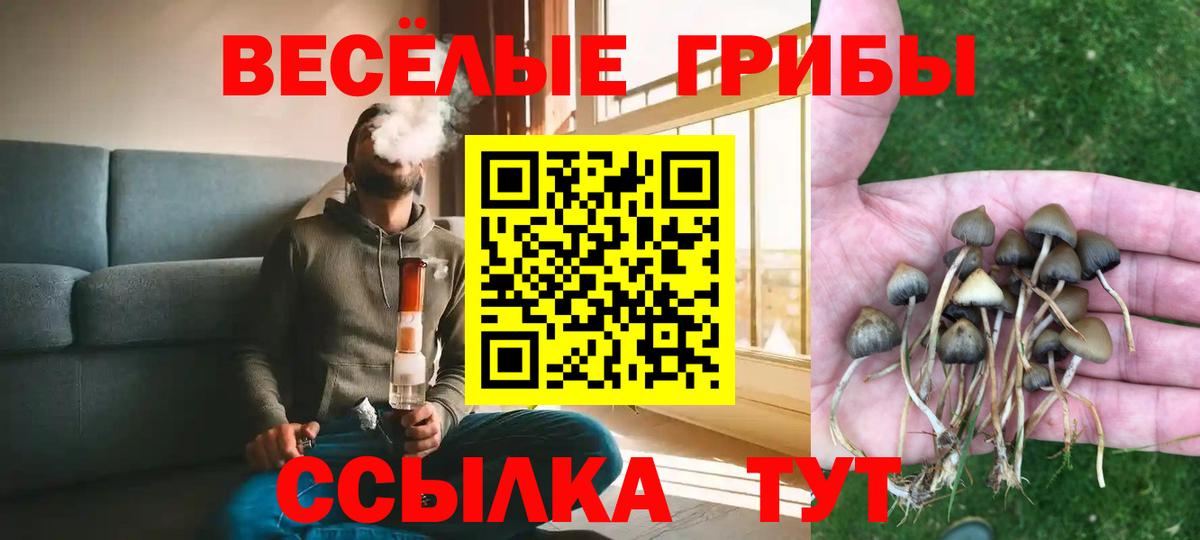 Новокубанск  Галлюциногенные грибы Psilocybine cubensis  Вход с VPN 